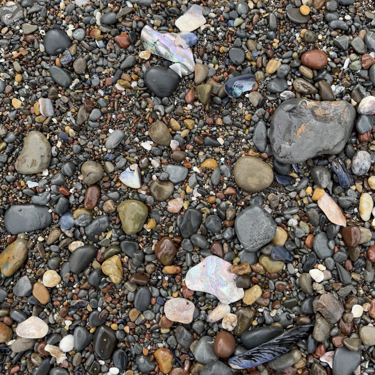 shells and rocks on the beach